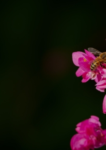 sen 7 quán - chuẩn bị bắc!